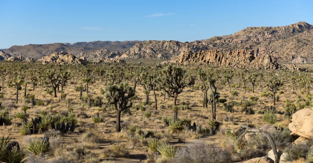 A dry desert landscape with numerous Joshua trees, rocky hills, and sparse vegetation under a clear blue sky.