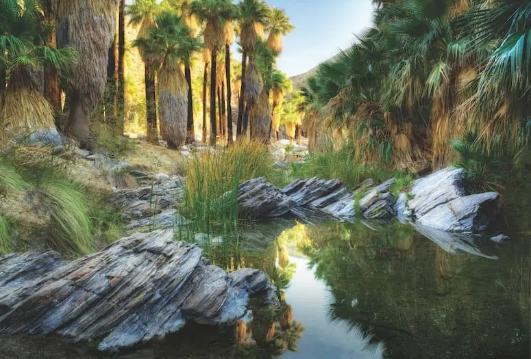 A grove of tall palm trees surrounds a rocky stream with clear water, reflecting the greenery and rocks under soft daylight.