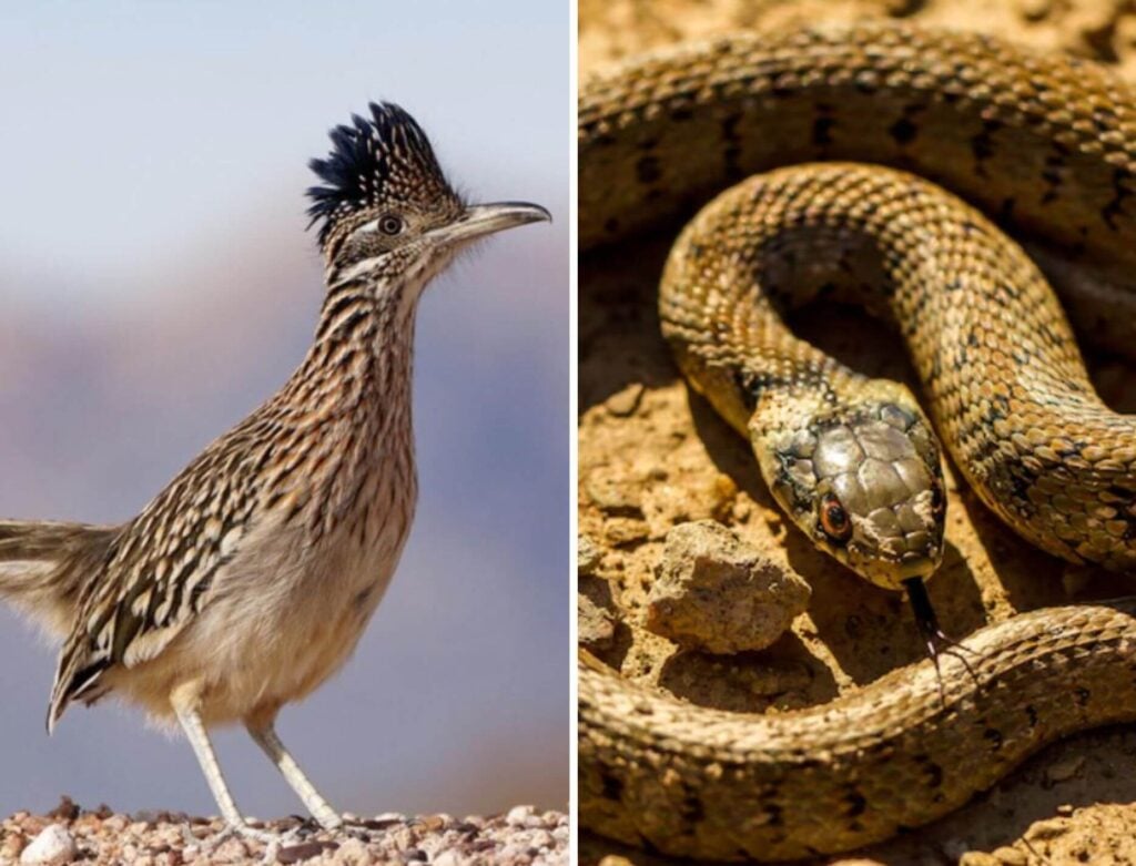 A side-by-side image showing a roadrunner standing on rocky ground beside a coiled snake on a similar surface.