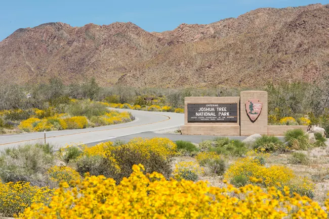 A paved road curves past the entrance sign for Joshua Tree National Park, surrounded by yellow wildflowers and rocky desert hills under a clear blue sky.