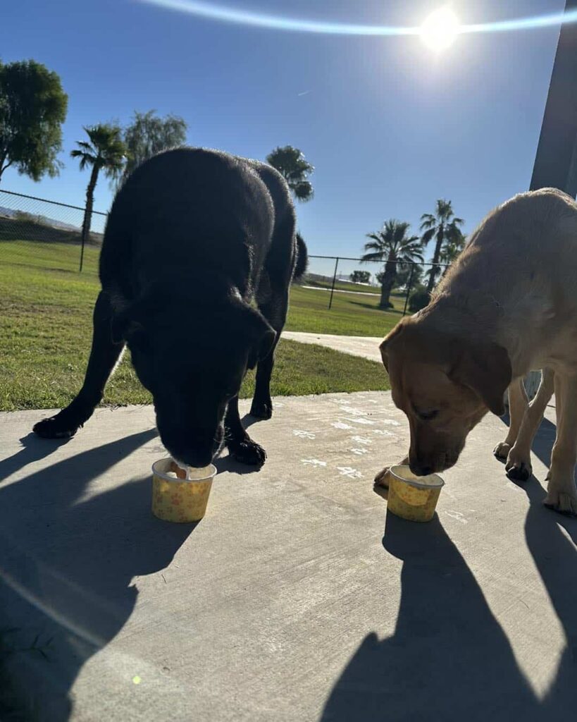 Two dogs eat from small cups on a sunny outdoor patio, with grass, trees, and a clear blue sky in the background.