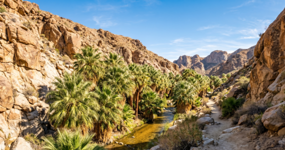 A desert canyon with a stream running through dense clusters of palm trees, surrounded by rocky, brown mountains under a clear blue sky.