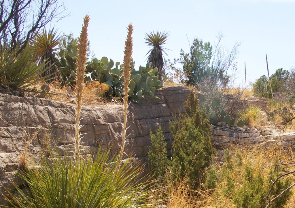 Rocky desert landscape with tall, spiky yucca plants, prickly pear cacti, and dry grasses growing among stone ledges under a clear sky.