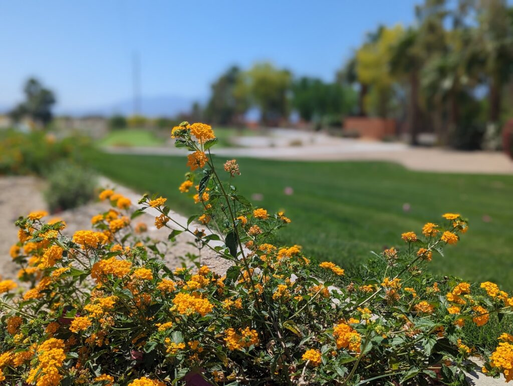Yellow flowers in bloom along a landscaped garden with green grass, trees, and a blurred background under a clear blue sky.