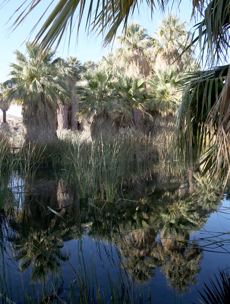 Cluster of palm trees reflected in a still pond, surrounded by tall grasses, with additional palm trees in the background under a clear sky.