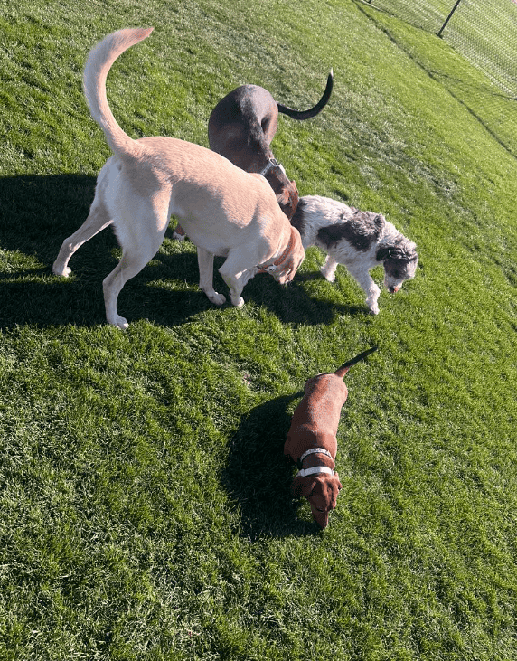 Four dogs of various sizes sniff and explore the grass together in a sunny, fenced park.
