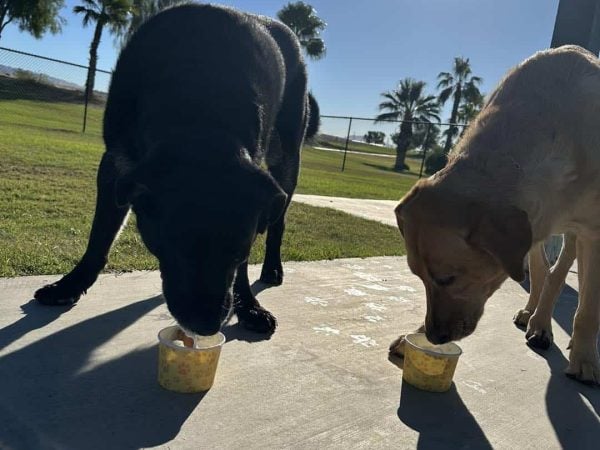Two dogs eat from small cups on a sunny sidewalk with grass, trees, and a fence in the background.