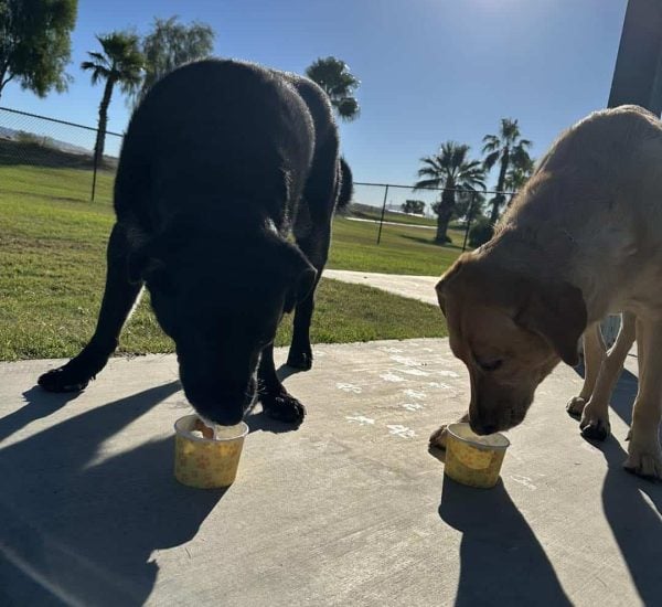 Two dogs eat from small cups on a sunny sidewalk with grass, trees, and a fence in the background.