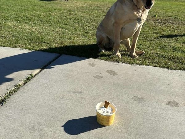A yellow labrador sits on grass looking at a cup of ice cream with a dog treat on top; another dog is in the background near a fence.