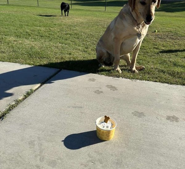 A yellow labrador sits on grass looking at a cup of ice cream with a dog treat on top; another dog is in the background near a fence.
